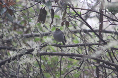 Silvicultrix frontalis