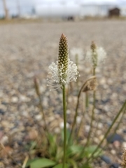 Plantago eriopoda