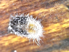 Coccoidea