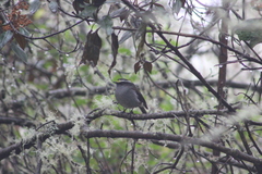 Silvicultrix frontalis