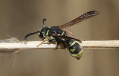 Stenodynerus propinquus