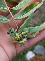 Coccoidea