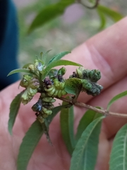 Coccoidea