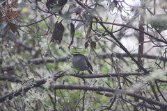 Silvicultrix frontalis