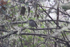 Silvicultrix frontalis