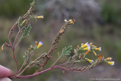 Phacelia bicolor