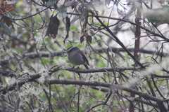 Silvicultrix frontalis