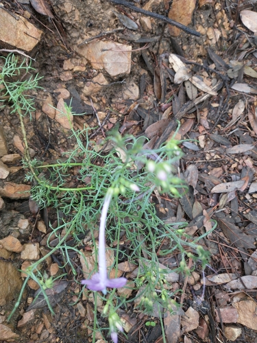 Image of Ipomopsis thurberi by no rights reserved