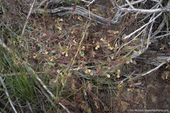 Phacelia bicolor