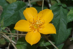 Mentzelia scabra chilensis