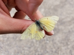 Colias christina