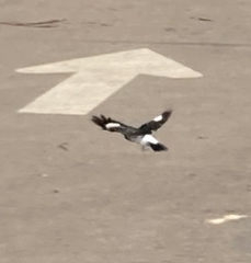 Melanerpes formicivorus