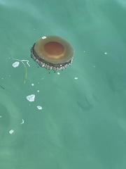 Cotylorhiza tuberculata