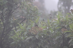 Ramphomicron microrhynchum