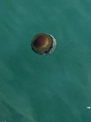 Cotylorhiza tuberculata