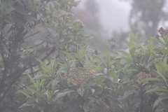 Ramphomicron microrhynchum