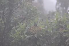 Ramphomicron microrhynchum