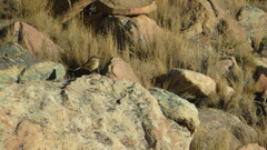 Ochetorhynchus andaecola