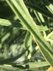 Lygaeus kalmii