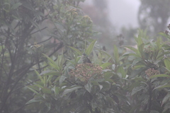 Ramphomicron microrhynchum