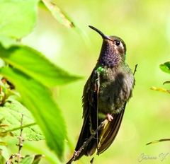 Lampornis amethystinus