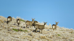 Hippocamelus antisensis