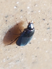 Gondwanocrypticus platensis