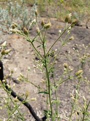 Baccharis plummerae plummerae