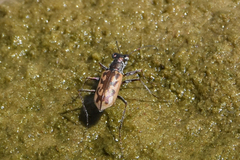 Ellipsoptera macra