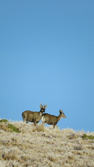 Hippocamelus antisensis