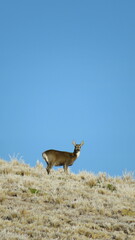 Hippocamelus antisensis