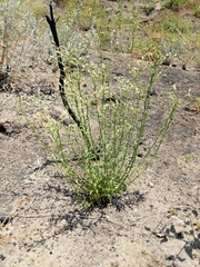 Baccharis plummerae plummerae