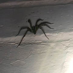 Agelenopsis