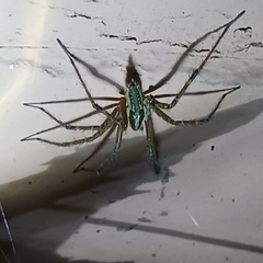 Agelenopsis