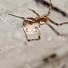 Parasteatoda tepidariorum