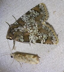 Hemibryomima chryselectra