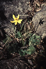Ranunculus scapiger