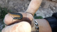Akymnopellis