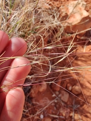 Aristida contorta