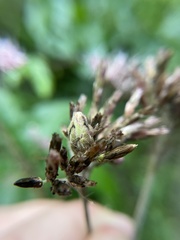 Anthodiplosis eutrochii