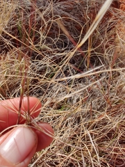 Aristida contorta