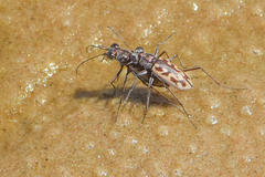 Ellipsoptera macra