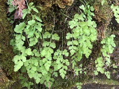 Cryptogramma stelleri