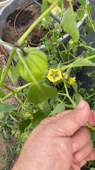 Physalis philadelphica