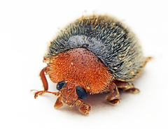 Rhyzobius lophanthae