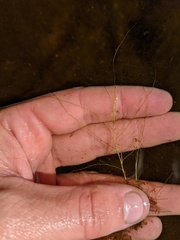 Potamogeton bicupulatus