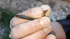 Akymnopellis