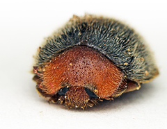 Rhyzobius lophanthae