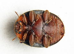 Rhyzobius lophanthae