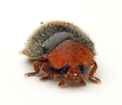 Rhyzobius lophanthae